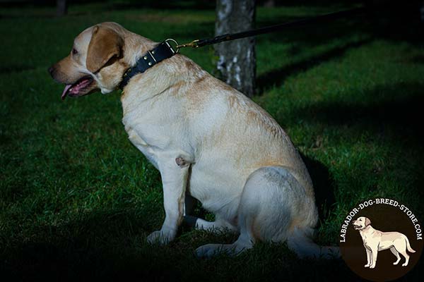 Spiked Leather Labrador Collar for Stylish Walks