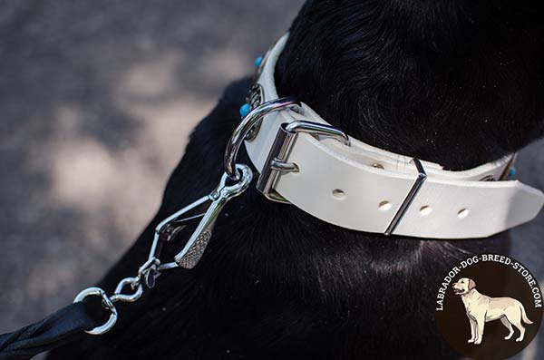 Stylish White Leather Labrador Collar with Strong Fittings