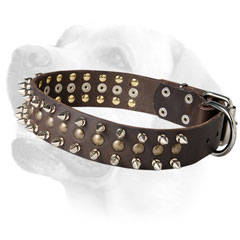 Comfortable leather collar for training and     walking with Labradors