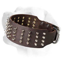 Wide leather collar with 4 rows of spikes for Labradors