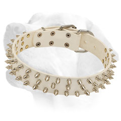 Durable white leather collar with nickel spikes