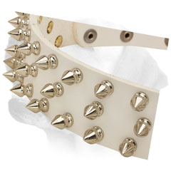 Labrador white leather collar with spikes for daily activity