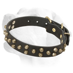 Leather decorated Labrador collar