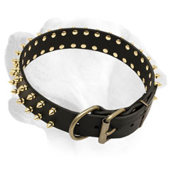 Spiked leather Labrador collar=