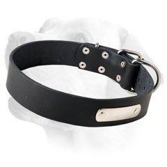 Durable leather collar for Labrador with nickel plate