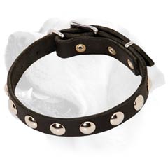 Nickel Plated Studs On Training Leather Labrador Collar