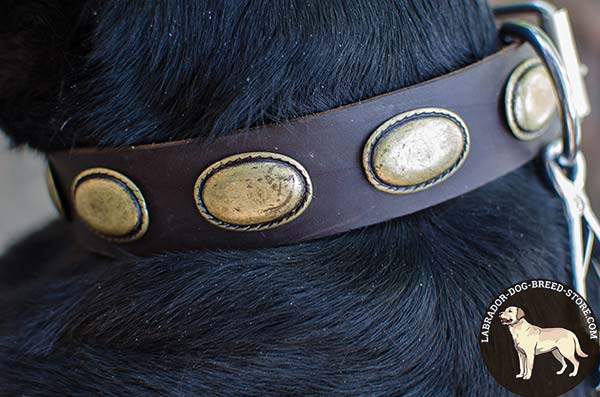 Sturdy Leather Labrador Collar with Brass Plated Oval Plates