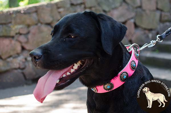 Glamorous Pink Leather Labrador Collar Decorated with Blue Stones