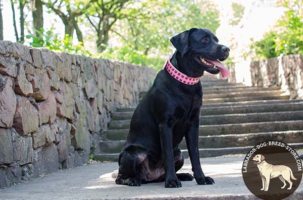 Glamorous Pink Leather Labrador Collar with Hand-Placed Dotted Square Studs