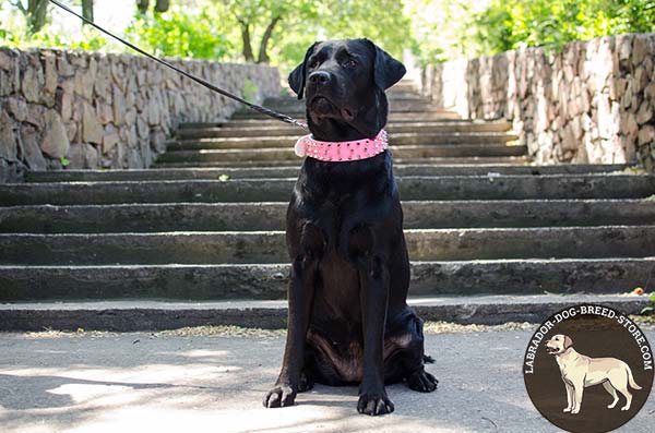 Fancy Pink Walking Leather Labrador Collar with Spikes