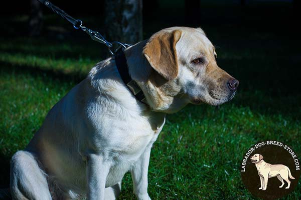 Leather Labrador Collar with Plates for Walking