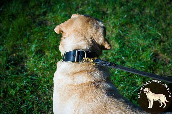 Stylish Spiked Leather Labrador Collar with Strong Brass Plated Hardware