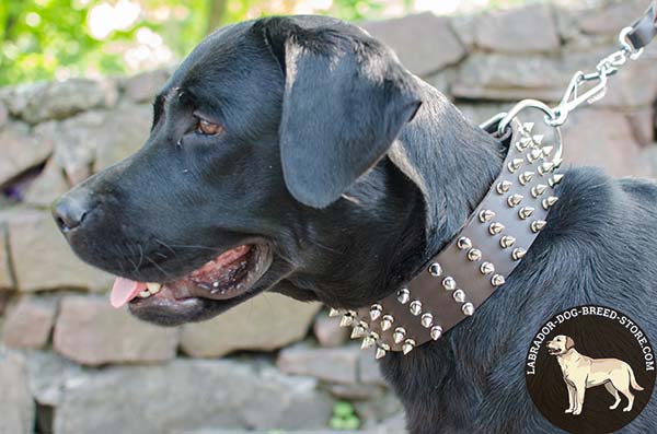 Comfy Wide Leather Labrador Collar with Spikes