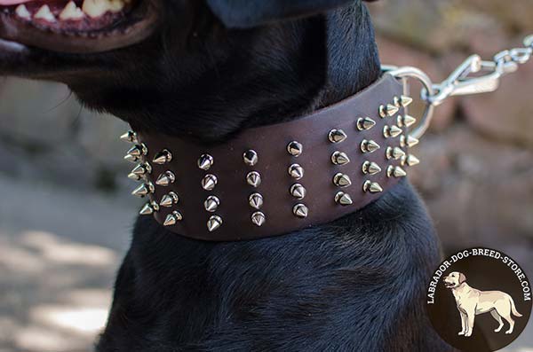 Leather Labrador Collar with Stylish Spikes