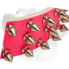 Strong leather pink collar for walking with Labrador