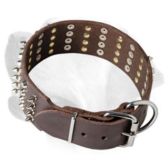 Labrador collar of leather for walking