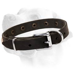  Rustless Buckle on Leather Labrador Collar Strong