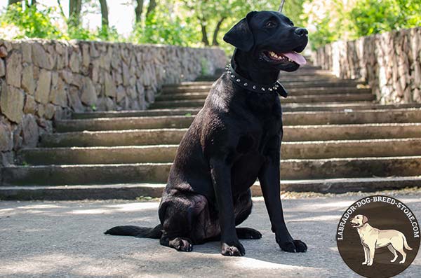 Strong Leather Canine Collar with Spikes for Dog Walks