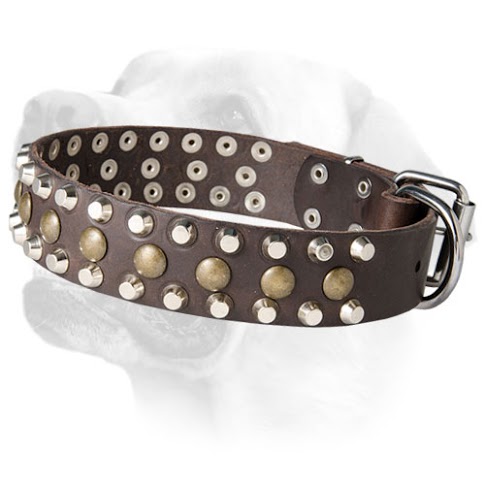 Studded Leather Labrador     Collar