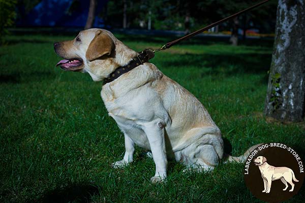 Fabulous Studded Leather Labrador Collar for Daily Walking
