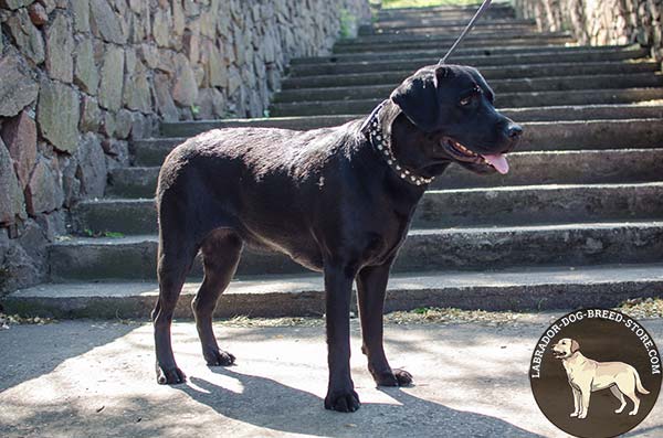 Studded Leather Labrador Collar for Walking