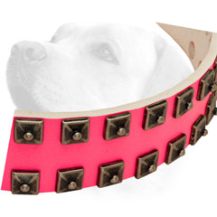 Rustless Studs On Leather Labrador Collar
