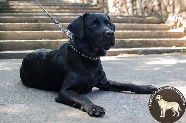 Training Leather Dog Collar with Square Studs