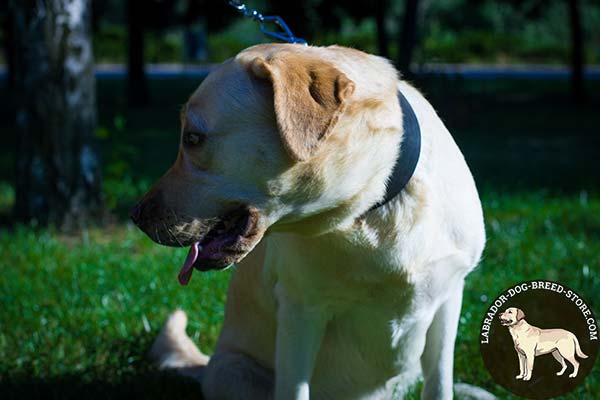 Wide Leather Labrador Collar for Training 