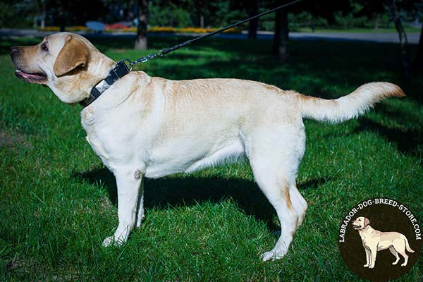 Plated Leather Labrador Collar for Training