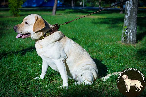 Leather Dog Collar with Fancy Plates for Labrador Walking