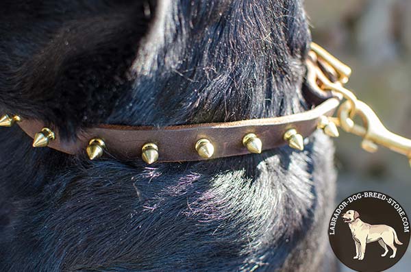 Perfect-Looking Leather Labrador Collar with Brass Plated Spikes and Fittings