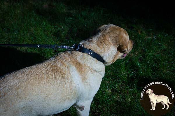 Trendy Leather Labrador Collar for Regular Walking