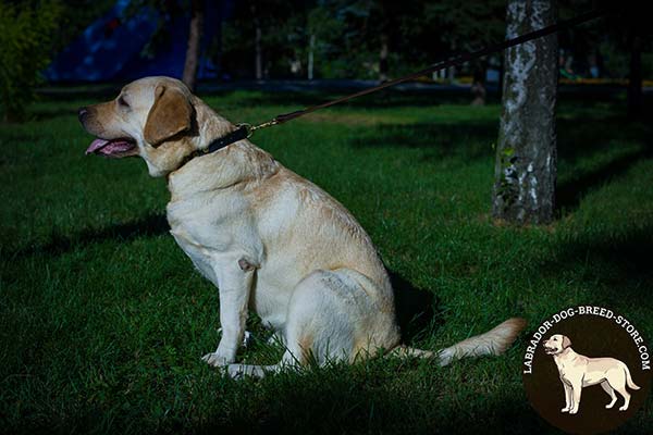 Fashionable Walking Leather Labrador Collar with Dotted Circles