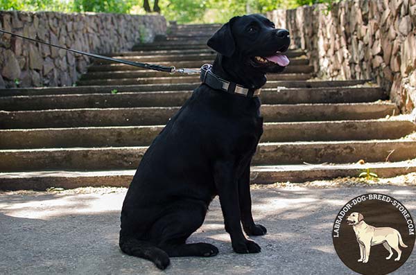 Outstanding Walking Leather Labrador Collar with Corrosion Proof Nickel Plated Plates