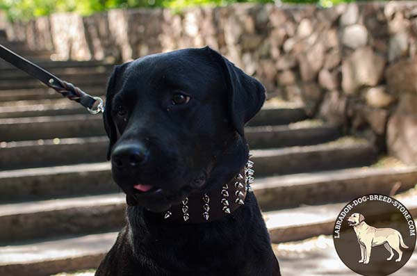 Gorgeous Labrador Wearing Spiked Leather Dog Collar for Walking
