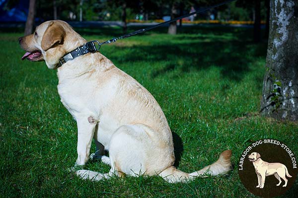 Spiked and Plated Leather Labrador Collar for Walking