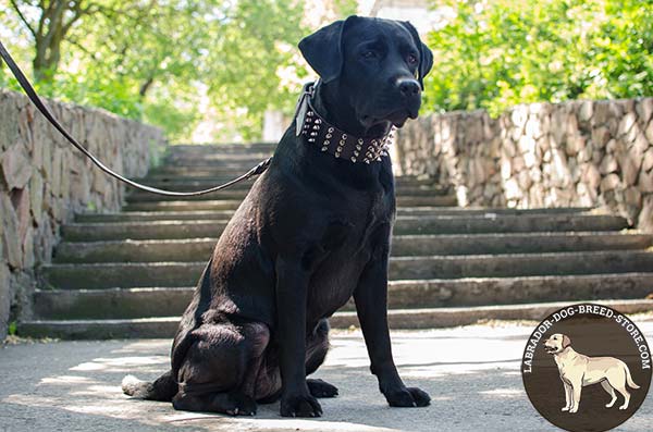 Spiked Leather Labrador Collar for Walking