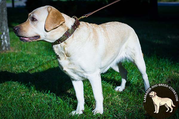 Leather Labrador Collar with Studs and Pyramids for Walking