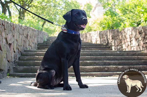 Painted Leather Labrador Collar for Walking