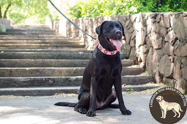 Special Walking Pink Leather Labrador Collar with Trendy Blue Stones