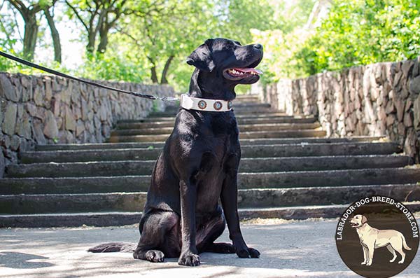 Elegant White Leather Labrador Collar Decorated with Blue Stones