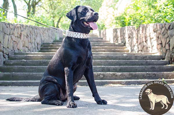 Attractive White Spiked Leather Labrador Collar