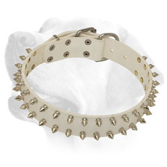 White leather collar for Labrador