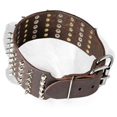 Fashionable Labrador collar