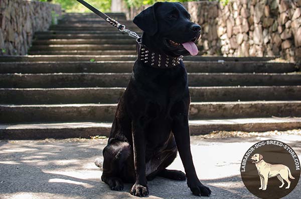 Leather Labrador Collar Decorated with Fancy Spikes