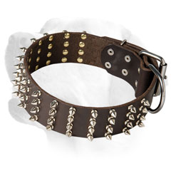 Leather collar for Labrador decorated with spikes