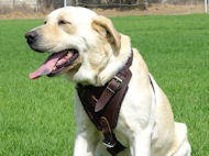 Labrador dog harness, nylon harnesses, leather harnesses for Labrador