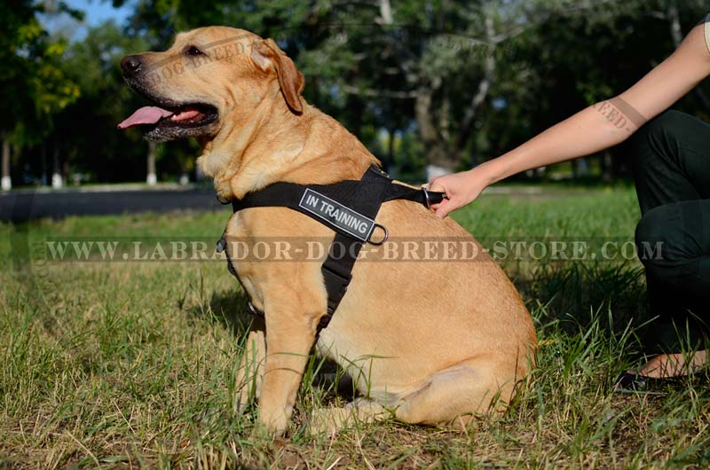 Multifunctional Nylon Rottweiler Harness with ID Patches [H17