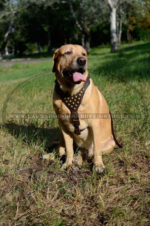 Labrador Handpainted Leather Dog Harness
