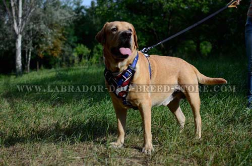 Original Leather Labrador Harness With American Flag Painting